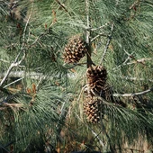 California Foothill Pine