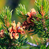 Pinyon Pine