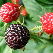 Blackcap Raspberry