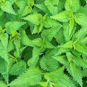Common Nettle