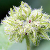 Pacific Waterleaf