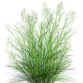 Indian Ricegrass