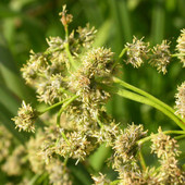 Panicled Bulrush