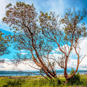 Pacific Madrone