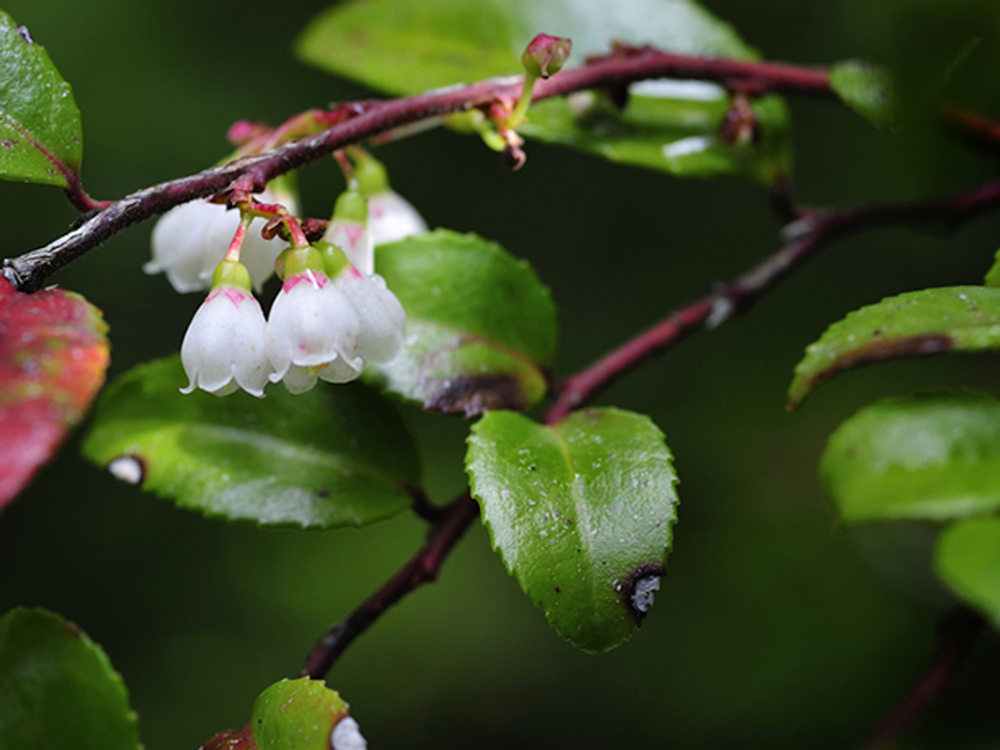 Evergreen Huckleberry edible northwest native berry plant for sale Native Foods Nursery