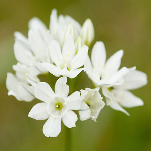 Fool's Onion