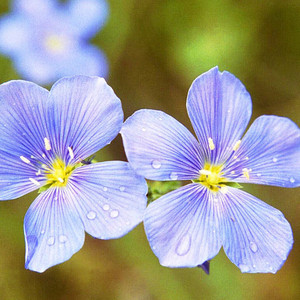 Wild Blue Flax