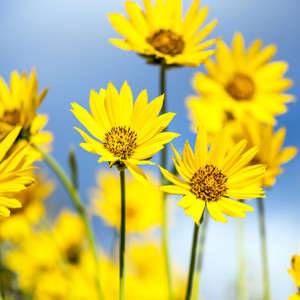 Balsamroot