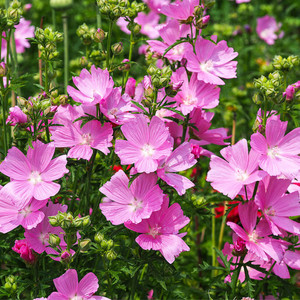 Henderson's Checkermallow ~ Bundle of 3 Bare-root