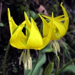 Avalanche Lily - Bundle of 3 Bare Root