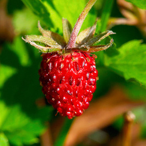 Mountain Strawberry