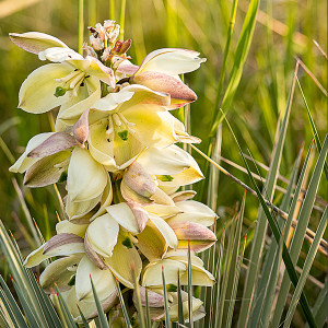 Soapweed Yucca