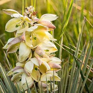 Soapweed Yucca