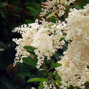 Redstem Ceanothus