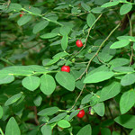 Red Huckleberry