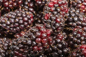 Marionberry