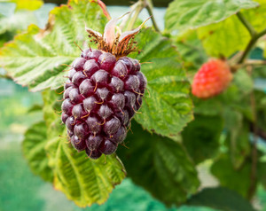 Loganberry