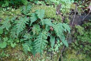 Licorice Fern