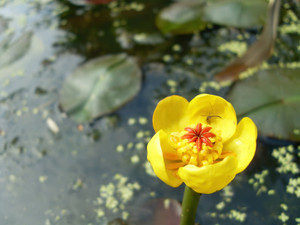 Great Yellow Pond-lily