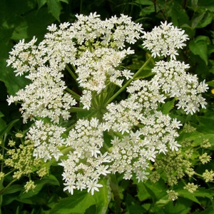 Cow Parsnip ~ Bundle of 3 Bare-root