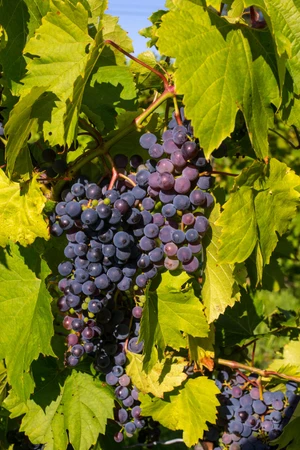 Frontenac 'Gris' - Juice-Wine Grape ~ Bundle of 3 Bare-root