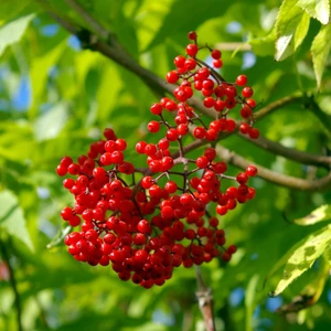 Red Elderberry