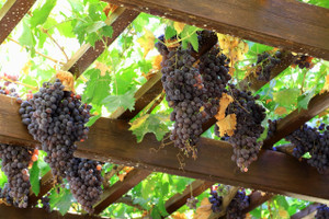Grape Arbor Guild
