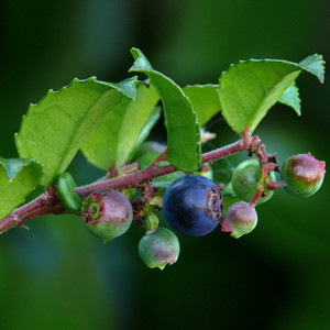 Evergreen Huckleberry
