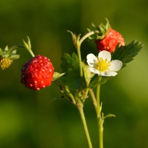 Woodland Strawberry