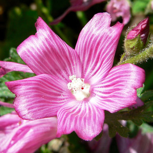 Dwarf Checkerbloom