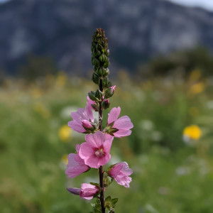 Henderson's Checkermallow