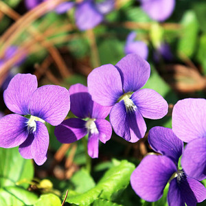 Early Blue Violet