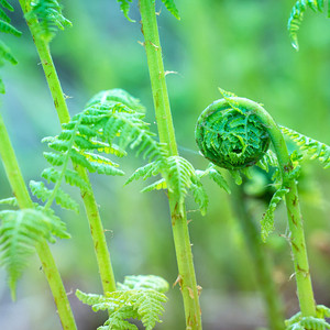 Fiddlehead Fern