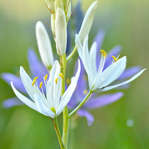 Great Camas