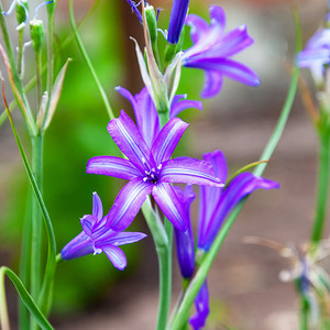 Harvest Brodiaea