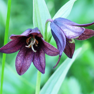 Chocolate Lily