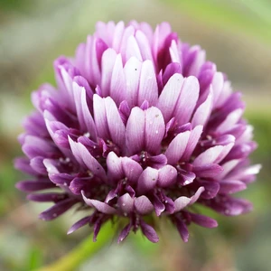 Springbank Clover
