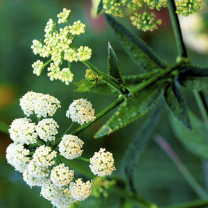 Water Parsnip