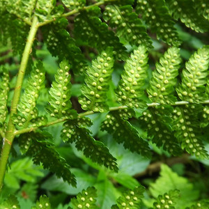 Spreading Wood Fern