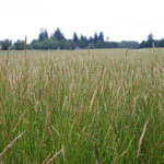 Wild Rye