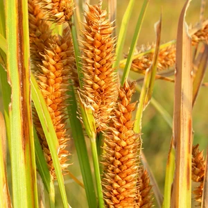 Northwest Territory Sedge