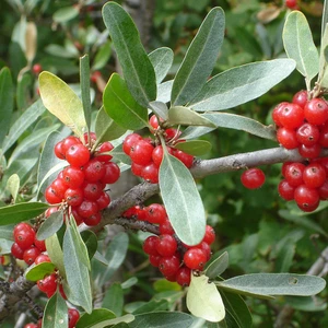 Buffaloberry