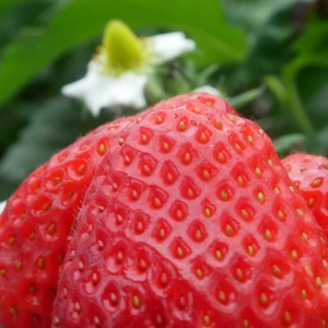 Coastal Strawberry ~ Bundle of 3 Bare-root