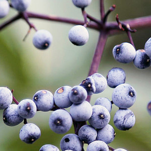Blue Elderberry ~ Bundle of 3 Bare-root