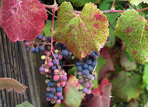 Wild Grapes - California and Desert