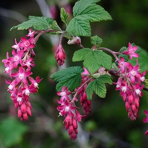 Red-flowering Currant