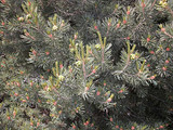Pinyon Pine branches.  By Andrey Zharkikh, https://www.flickr.com/photos/zharkikh/, https://creativecommons.org/licenses/by-sa/2.0/