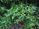 California Bay Laurel bush