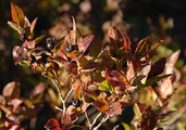 Black Huckleberry Foliage