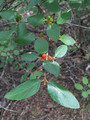 Buffaloberry leaves.  By Robert Flogaus-Faust - Own work, CC BY 3.0, https://commons.wikimedia.org/w/index.php?curid=18431345